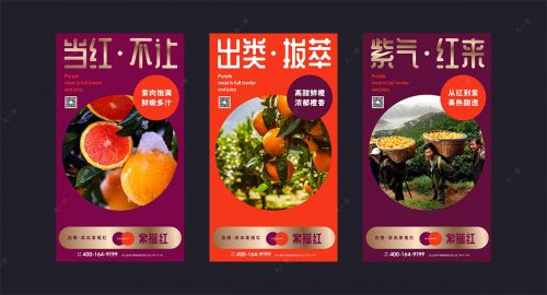 品牌策劃帶你了解血橙和其他橙類有什么區別？